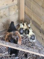 Vlaamse gans kuikens, Dieren en Toebehoren