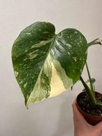 Monstera Thai Con, Huis en Inrichting, Ophalen of Verzenden