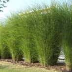 HOOGGROEIEND SIERGRAS - MISCANTHUS voor tuin, Ophalen