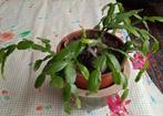 Kerstcactus die mooi, kleurige bloemen geeft, Huis en Inrichting, Kamerplanten, Ophalen of Verzenden, Vetplant