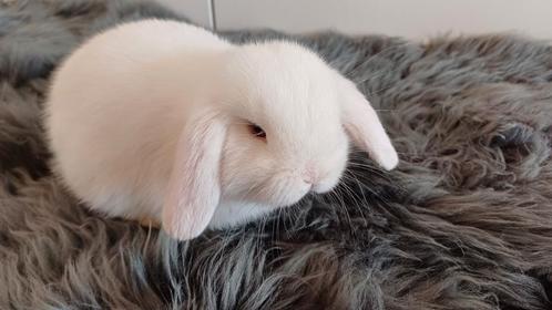 Raszuivere handtamme mannelijke minilop konijnen jong, Dieren en Toebehoren, Konijnen, Dwerg, Mannelijk, 0 tot 2 jaar, Hangoor