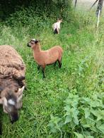 Kameroenschaapjes te koop , ooien en bokjes, Dieren en Toebehoren