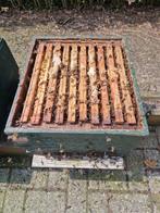 bijenvolk in simplex kast, Abeilles