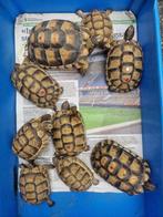Griekse Marginata's, Dieren en Toebehoren, Reptielen en Amfibieën, Schildpad, 3 tot 6 jaar