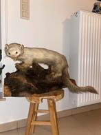 Witte fret taxidermie, Ophalen, Gebruikt, Wild dier, Opgezet dier