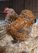 Cochin krielen, Dieren en Toebehoren, Pluimvee, Meerdere dieren, Kip