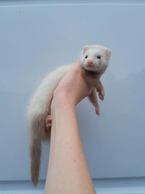 Frettenpups beschikbaar, Dieren en Toebehoren, Knaagdieren, Meerdere dieren, Fret, Mei, Tam