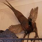 Opgezette fazant , taxidermie, Ophalen, Zo goed als nieuw