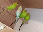 Grasparkiet, Dieren en Toebehoren, Vogels | Parkieten en Papegaaien, Meerdere dieren, Parkiet