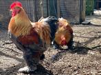 Cochin groot blauwgoudpatrijs en Modern Engelse vechtkriel, Dieren en Toebehoren, Pluimvee, Meerdere dieren, Kip