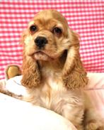 Superleuke Amerikaanse Cocker pups!, 15 weken tot 1 jaar, Buitenland, Eén hond, CDV (hondenziekte)