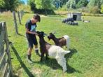 Wallische geiten bokken, Dieren en Toebehoren, Schapen, Geiten en Varkens, Mannelijk, Geit