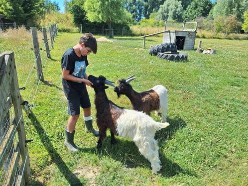 Wallische geiten bokken, Dieren en Toebehoren, Schapen, Geiten en Varkens, Geit, Mannelijk