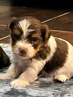 Biewer Yorkshire pups, Dieren en Toebehoren, CDV (hondenziekte), Meerdere, 8 tot 15 weken, Meerdere dieren