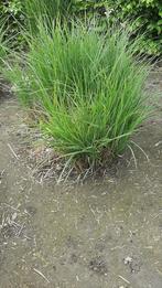 Miscanthus sinensis gracillimus, Enlèvement