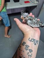 Tamme valkparkiet, Dieren en Toebehoren, Vogels | Parkieten en Papegaaien, Meerdere dieren, Parkiet, Geringd