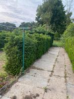 30 meter venijnboom/taxus haag, Tuin en Terras, Ophalen, Taxus, Haag, 100 tot 250 cm