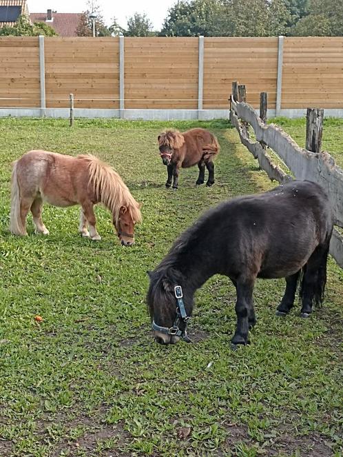 3 Shetland pony's te koop VASTE PRIJZEN!!!!!, Dieren en Toebehoren, Pony's, Merrie, Ontwormd