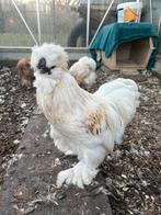 Haantje te koop., Dieren en Toebehoren, Pluimvee