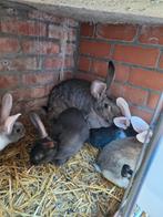 Jeunes lapins à viande, Animaux & Accessoires, Plusieurs animaux, Grand, 0 à 2 ans