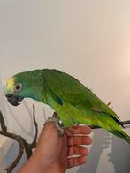 Blauwvoorhoofd amazone papegaai pop , broeds,, Perroquet, Femelle, Parleur