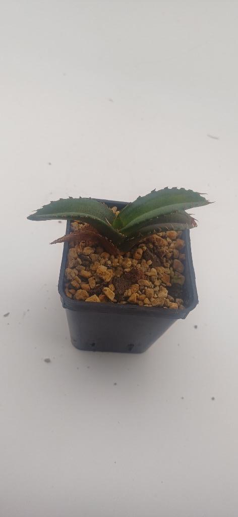 agave titanota, Huis en Inrichting, Kamerplanten, Vetplant, Minder dan 100 cm, Groene kamerplant, Volle zon, Ophalen of Verzenden