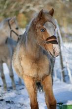 Te reserveren – knappe Quartermerrie, Dieren en Toebehoren, Paarden