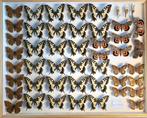 Opgezette vlinders, Verzamelen, Ophalen, Zo goed als nieuw, Insect, Opgezet dier