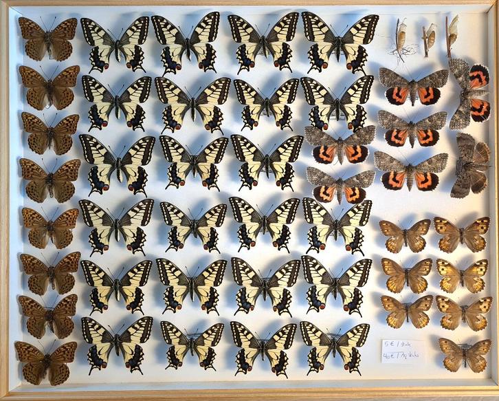 Opgezette vlinders, Collections, Collections Animaux, Comme neuf, Animal empaillé, Insecte, Enlèvement