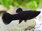 AQUARIUM VISSEN BLACK MOLLYS  20 STUKS, Dieren en Toebehoren, Vissen | Aquariumvissen