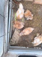 5 laatste brahma kuikens voor dit jaar!!!