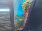 Zeer mooi aquarium met 3 deurs kast te koop., Dieren en Toebehoren, Ophalen, Zo goed als nieuw