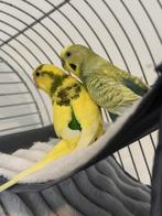 Parkieten papegaaien vogelkooi, Perruche