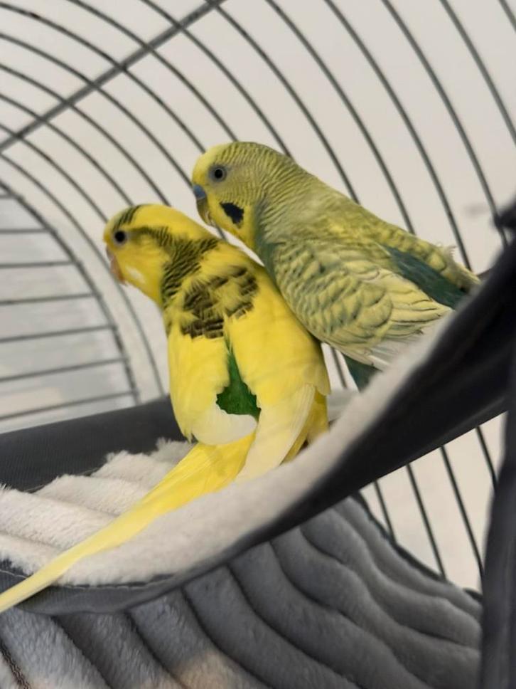 Parkieten papegaaien vogelkooi, Animaux & Accessoires, Oiseaux | Perruches & Perroquets, Perruche