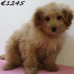 Pomapoo pups te koop, Dieren en Toebehoren, Honden | Chihuahua's en Gezelschapshonden, 15 weken tot 1 jaar, Buitenland, CDV (hondenziekte)