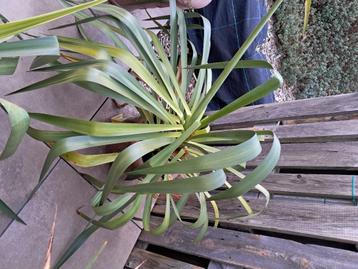 Yucca / palmlelie voor buiten beschikbaar voor biedingen