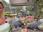 Grijze roodstaart papegaai HANDTAM -, Dieren en Toebehoren, Meerdere dieren, Papegaai, Geringd