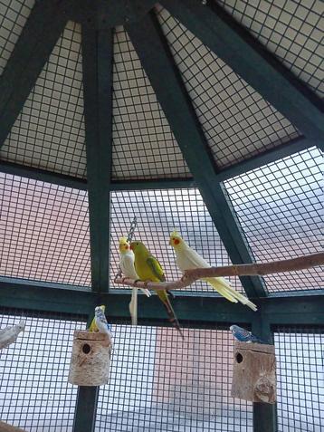 valkparkieten, Dieren en Toebehoren, Vogels | Parkieten en Papegaaien