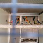 Splendids  en turquoisines, Parkiet, Geringd