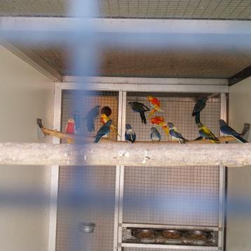 Splendids  en turquoisines  beschikbaar voor biedingen