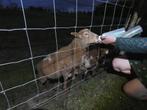 Tam houtland schaap lammetje te koop, Dieren en Toebehoren, Schaap, Mannelijk, 0 tot 2 jaar