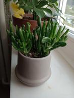 Succulente plant crassula jadeboom met dekpot, Huis en Inrichting, Kamerplanten, Vetplant, In pot, Minder dan 100 cm, Groene kamerplant