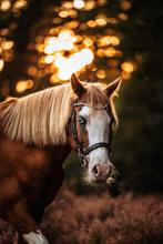 Dierenfotograaf (fotoshoots)