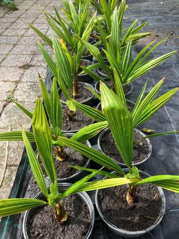 Trachycarpus fortunei beschikbaar voor biedingen