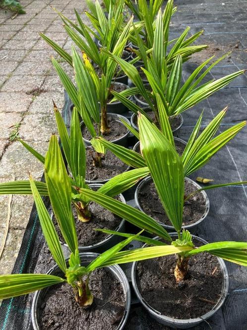 Trachycarpus fortunei, Tuin en Terras, Planten | Bomen, Palmboom, Minder dan 100 cm, Volle zon, In pot, Ophalen