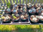 Cactuspottjes ideaal voor op terras in de zomer., Ophalen