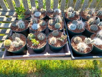 Cactuspottjes ideaal voor op terras in de zomer. beschikbaar voor biedingen