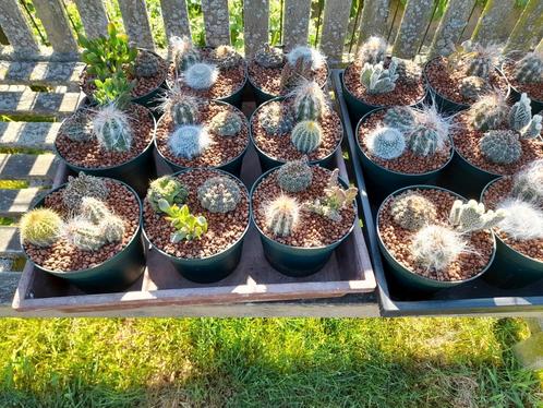 Cactuspottjes ideaal voor op terras in de zomer., Tuin en Terras, Overige Tuin en Terras, Ophalen