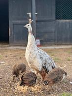 3 blauwe pauwhennen, Dieren en Toebehoren, Pluimvee