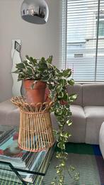 Rotan plantenhouder, Huis en Inrichting, Ophalen of Verzenden, Zo goed als nieuw